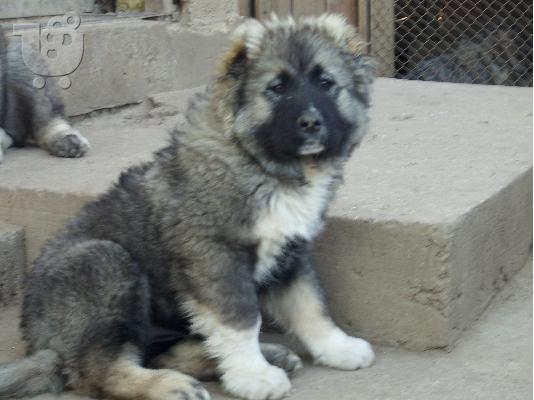 caucasian dog 4 minwn 